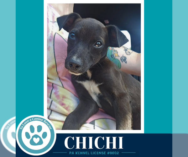 Medium Photo #4 Chihuahua Puppy For Sale in Kimberton, PA, USA