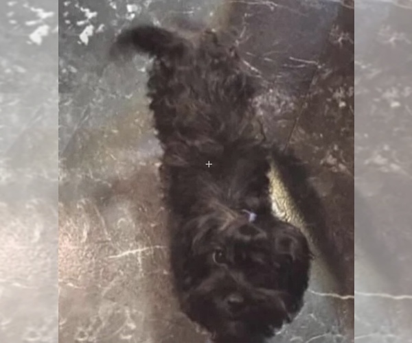 Medium Photo #1 Yorkshire Terrier Puppy For Sale in MOUNT CARMEL, PA, USA