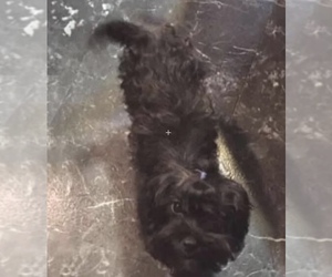 Mother of the Yorkshire Terrier puppies born on 01/11/2026