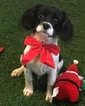 Small Photo #2 Cavalier King Charles Spaniel Puppy For Sale in WEST POINT, VA, USA