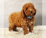 Small Photo #6 Poodle (Toy) Puppy For Sale in COATESVILLE, PA, USA