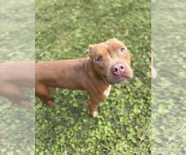 Medium Photo #3 American Pit Bull Terrier-Unknown Mix Puppy For Sale in Virginia Beach, VA, USA