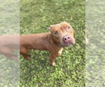 Small #2 American Pit Bull Terrier Mix