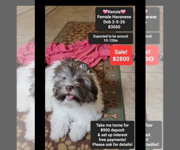 Medium Photo #1 Havanese Puppy For Sale in TUCSON, AZ, USA