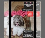 Image preview for Ad Listing. Nickname: Kenzie