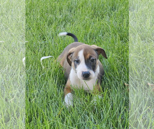 Medium Photo #2 Mutt Puppy For Sale in Brooklyn Center, MN, USA