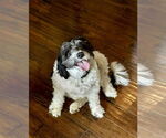 Small #2 Cocker Spaniel Mix