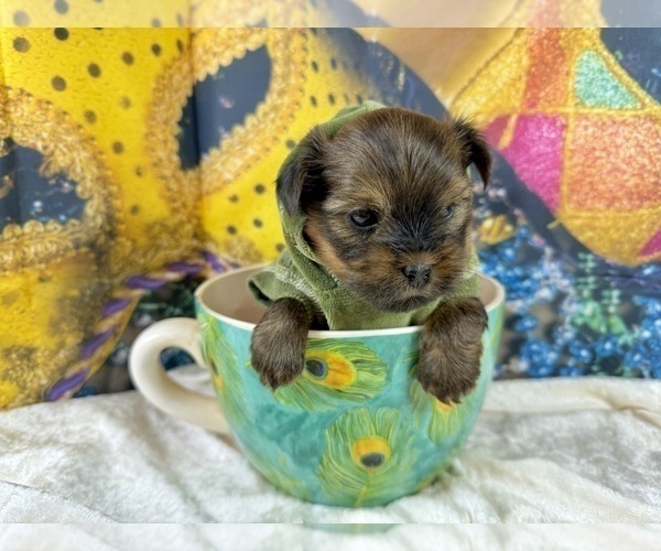 Medium Photo #3 Morkie Puppy For Sale in CASSVILLE, MO, USA