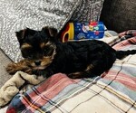 Small Photo #6 Yorkshire Terrier Puppy For Sale in PLANO, TX, USA