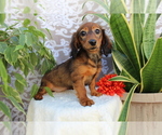 Small #5 Dachshund