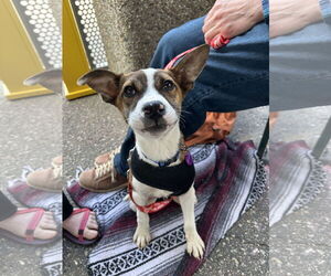 Mutt Dogs for adoption in Minneapolis, MN, USA
