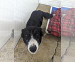 Small #10 Border Collie