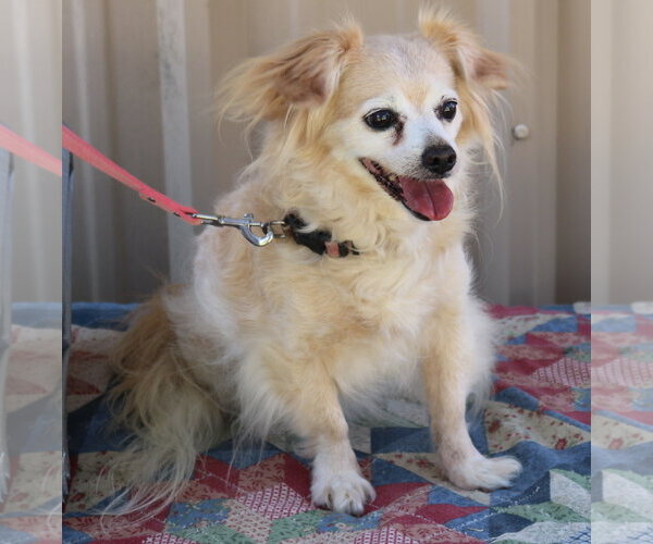 Medium Photo #2 Papillon-Unknown Mix Puppy For Sale in Bandera, TX, USA