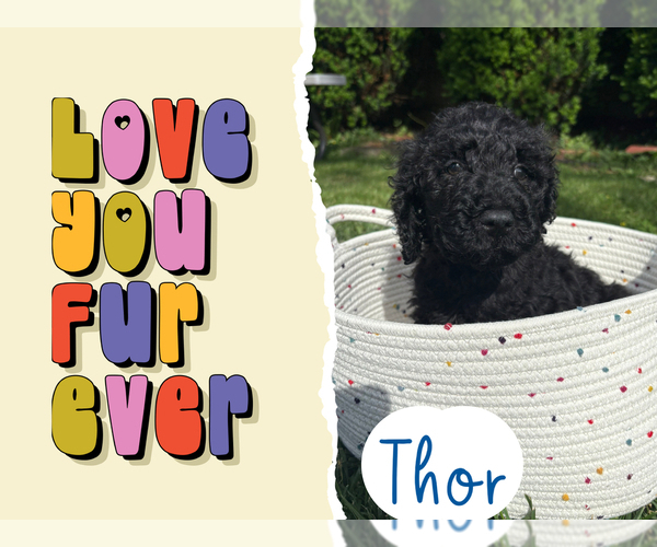 Medium Photo #1 Goldendoodle Puppy For Sale in BLUEFIELD, WV, USA