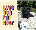 Puppy 8 Goldendoodle