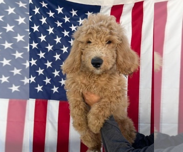 Medium Photo #1 Goldendoodle (Miniature) Puppy For Sale in SUSSEX, NJ, USA