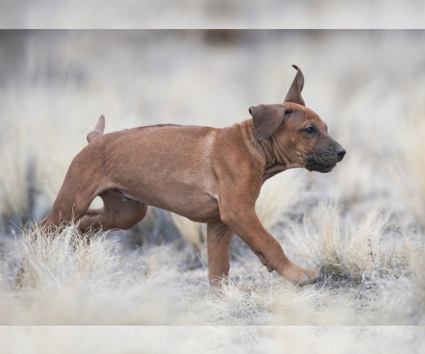 Medium Photo #4 Rhodesian Ridgeback Puppy For Sale in FAIRPLAY, CO, USA