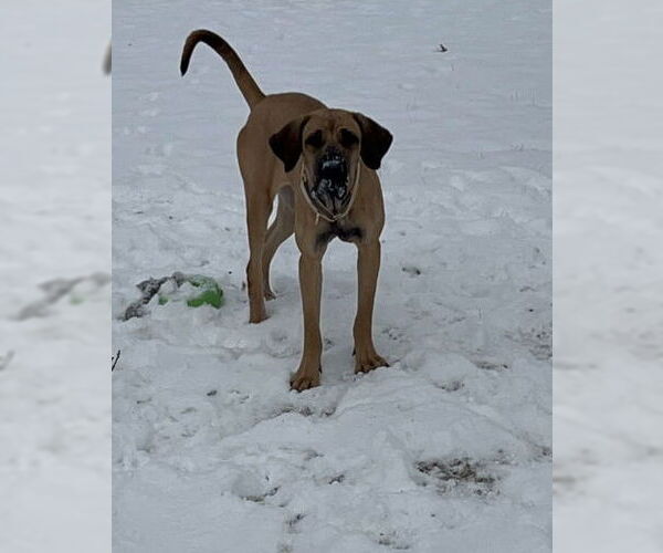 Medium Photo #35 Fila Brasileiro-Great Dane Mix Puppy For Sale in Jasper, AL, USA