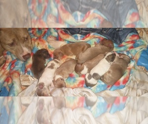 American Bully-American Staffordshire Terrier Mix Puppy for sale in ZEBULON, NC, USA