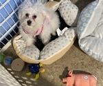 Small Photo #1 Poodle (Miniature) Puppy For Sale in MANASSAS, VA, USA
