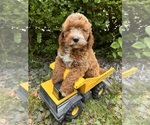 Image preview for Ad Listing. Nickname: Oscar