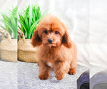 Small Photo #4 Cavapoo Puppy For Sale in SYRACUSE, IN, USA
