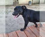 Small #1 American Pit Bull Terrier-Labrador Retriever Mix