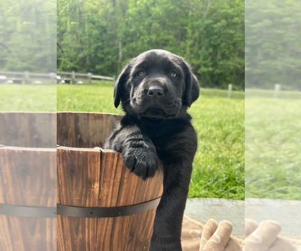 Medium Photo #4 Labrador Retriever Puppy For Sale in NEOLA, WV, USA