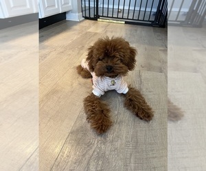 Father of the Poodle (Toy) puppies born on 04/29/2025