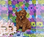 Small Photo #1 Goldendoodle (Miniature) Puppy For Sale in LINCOLN UNIV, PA, USA