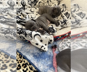 French Bulldog Puppy for sale in WEST DEPTFORD, NJ, USA