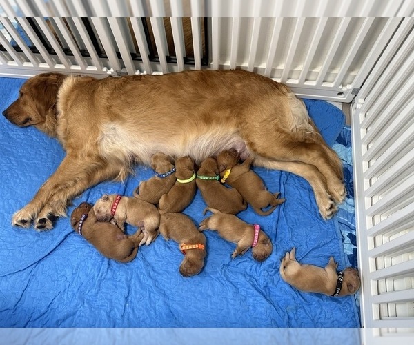 Medium Photo #3 Golden Retriever-Red Heeler Mix Puppy For Sale in DEERFIELD BEACH, FL, USA
