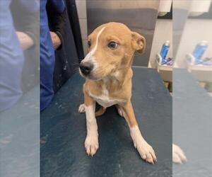 Labrador Retriever-Unknown Mix Dogs for adoption in Mobile, AL, USA