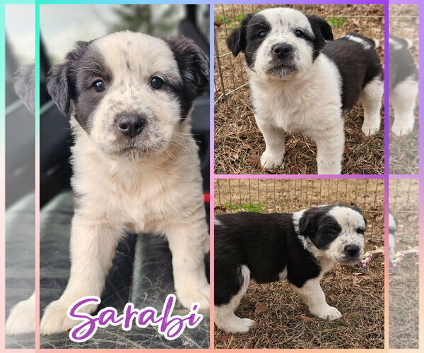 Medium Photo #1 Carolina Dog-Great Pyrenees Mix Puppy For Sale in Blacksburg, SC, USA