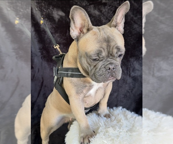 Medium Photo #1 French Bulldog Puppy For Sale in SACRAMENTO, CA, USA