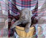 Small #2 Labrador Retriever