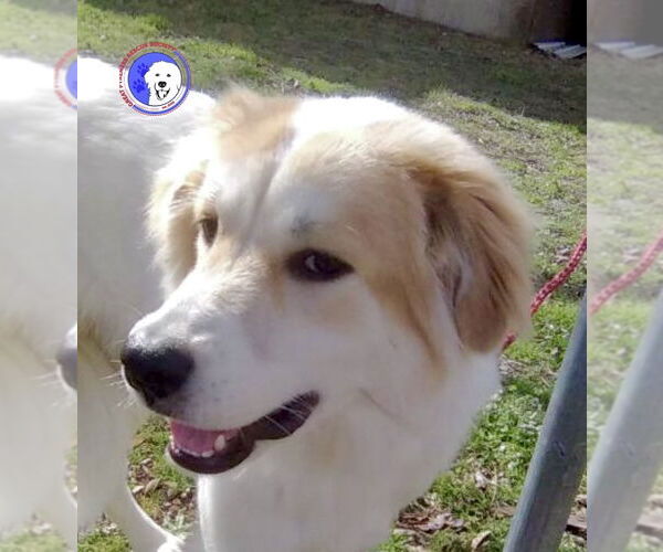 Medium Photo #1 Great Pyrenees Puppy For Sale in Spring, TX, USA