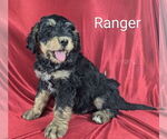 Small Photo #15 Bernedoodle Puppy For Sale in CANON CITY, CO, USA