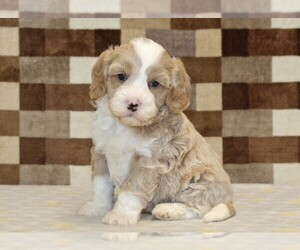 Bernedoodle (Miniature)-Cavapoo (Miniature) Mix Puppy for sale in DENVER, PA, USA