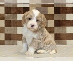Small Bernedoodle (Miniature)-Cavapoo (Miniature) Mix