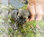 Small #8 Shih Tzu-Shih-Poo Mix