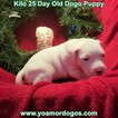 Small Photo #205 Dogo Argentino Puppy For Sale in JANE, MO, USA