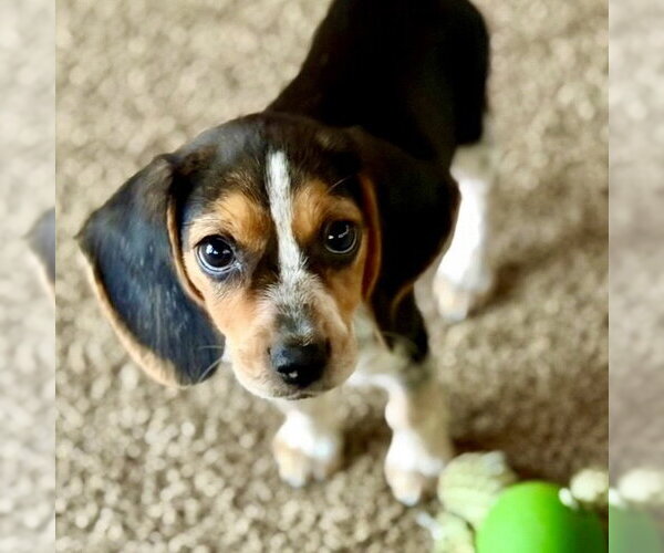 Medium Photo #3 Beagle-Unknown Mix Puppy For Sale in Batavia, OH, USA