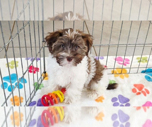 Medium Photo #4 Havashire Puppy For Sale in ORO VALLEY, AZ, USA