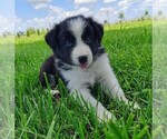 Small Photo #136 Border Collie Puppy For Sale in NORBORNE, MO, USA