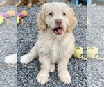 Small Photo #2 Australian Labradoodle Puppy For Sale in REIDSVILLE, NC, USA