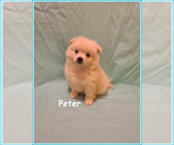 Medium Photo #1 Pomimo Puppy For Sale in CLARKSVILLE, TN, USA