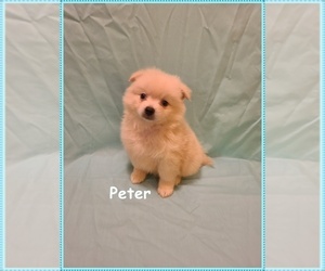 Pomimo Puppy for sale in CLARKSVILLE, TN, USA