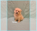 Image preview for Ad Listing. Nickname: Litter of 3