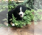 Puppy Blue Sparkles Bernese Mountain Dog